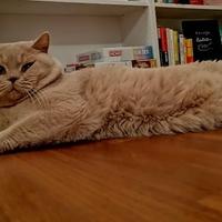 Scottish Straight per monta