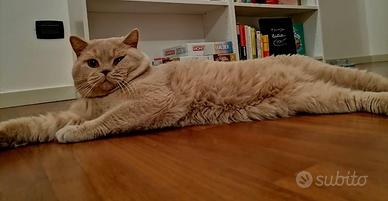 Scottish Straight per monta