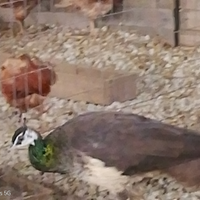 Pavone femmina comune