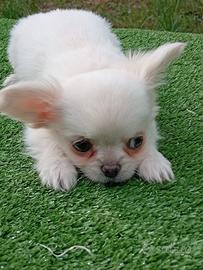 Ultimo cucciolo di chihuahua