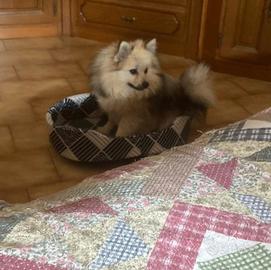 Volpino - Spitz tedesco