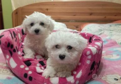 Maltipoo Piccole Meraglie