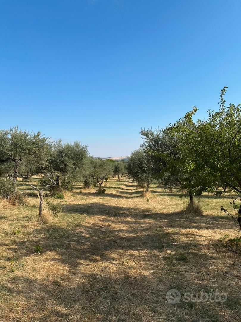 Barile Zona Macarico Uliveto con Torre - Altro
