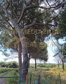 Terreno Con Casa Accatastata