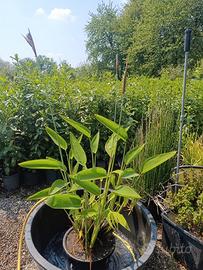 Thalia dealbata