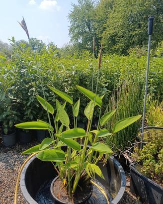 Thalia dealbata