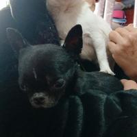 Chihuahua Coppia adulta