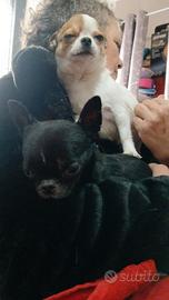 Chihuahua Coppia adulta