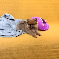 Volpino di Pomerania