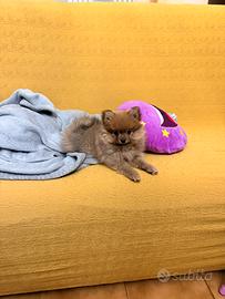 Volpino di Pomerania