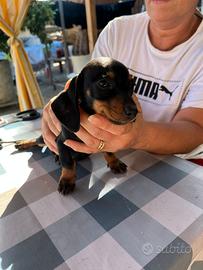 cuccioli bassotto nano