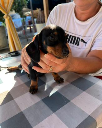 cuccioli bassotto nano