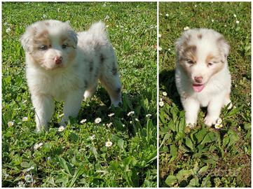 Cuccioli di pastore australiano