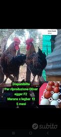 Galli oliveregger