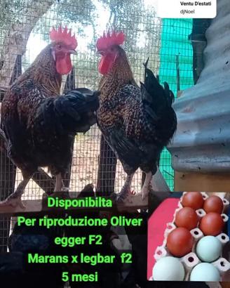 Galli oliveregger