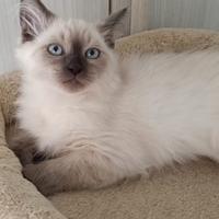 Ultimo maschietto pura razza gatto siberiano