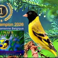 Lucherini Testa Nera Ancestrali e Topazio