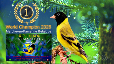 Lucherini Testa Nera Ancestrali e Topazio