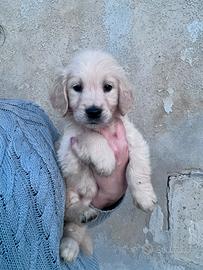 Femmine Golden Retriever linea inglese