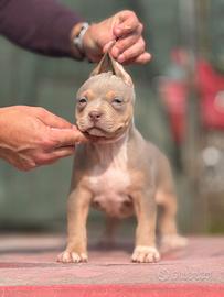 American pitbull terrier