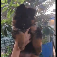 Cuccioli pastore tedesco