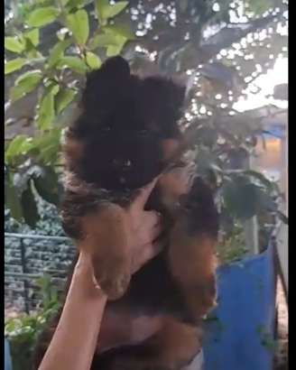 Cuccioli pastore tedesco