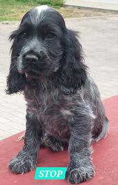 Cocker Spaniel Cucciolo Maschio