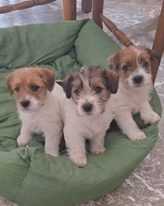 Jack Russell Terrier pedigree ENCI - broken/ruvidi