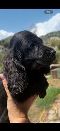 Cocker spaniel
