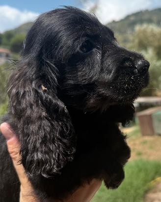 Cocker spaniel