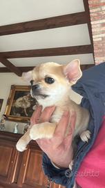 Chihuahua taglia piccola