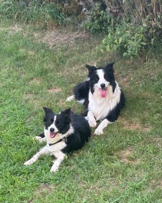 Cuccioli border collie con pedigree