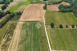 TER. AGRICOLO A CALVAGESE DELLA RIVIERA