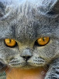 Gatto Britsh short Hair cucciolo