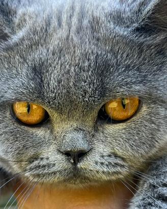 Gatto Britsh short Hair cucciolo