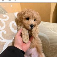 Maltipoo Mini Toy albicocca