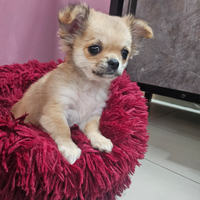 Cucciola di Chihuahua pelo lungo con pedigree