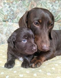 Cuccioli mini due mesi maschi