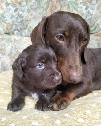 Cuccioli mini due mesi maschi