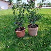 OLIVI BONSAI MADE IN ITALY 