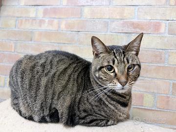 Ettore gatto 2 anni