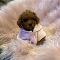 Cucciolo barboncino Toy