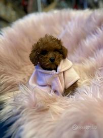 Cucciolo barboncino Toy