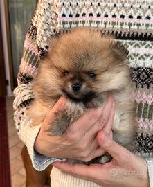 Spitz tedesco nano pomerania