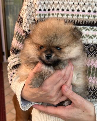 Spitz tedesco nano pomerania