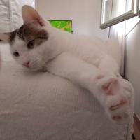 Cucciolo di gatto