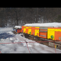 Api nuclei famiglie carnica