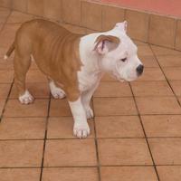 American bully