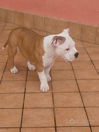 American bully