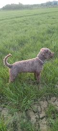 Lagotto romagnolo